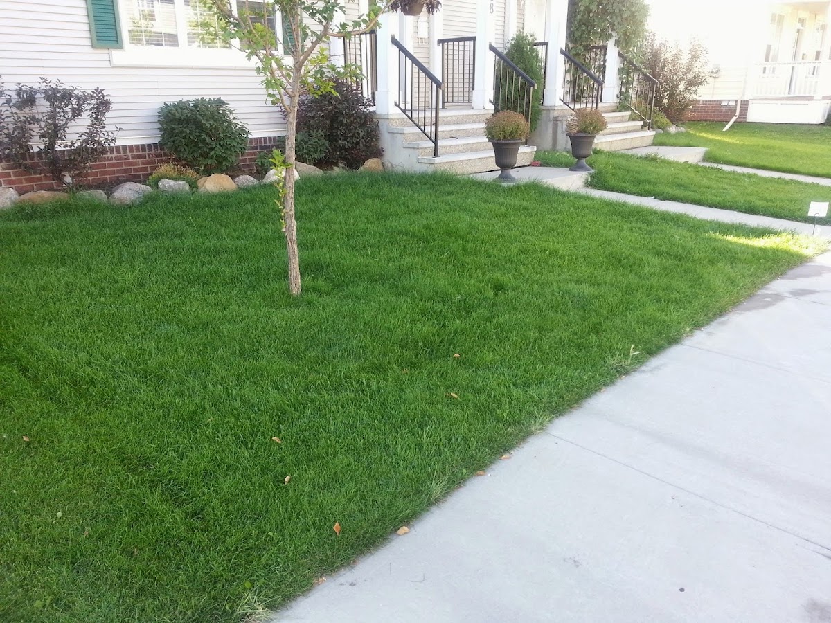 Weed Patrol Lawn Care work sample 1