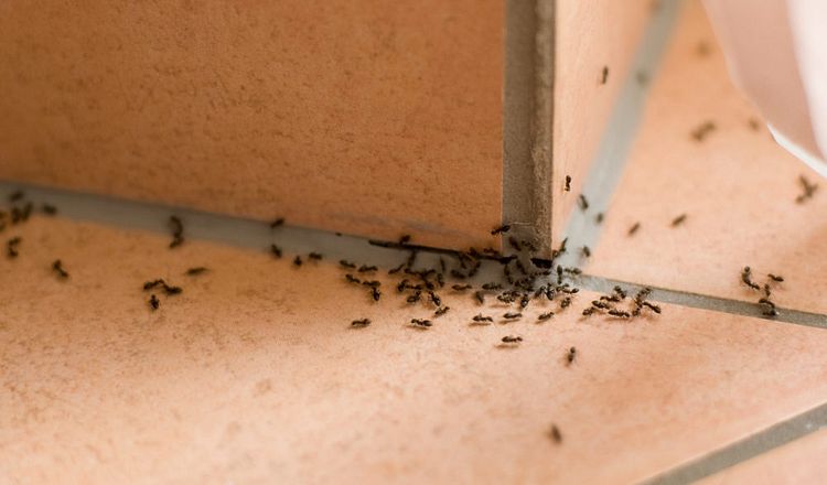 Vanquish Pest Control