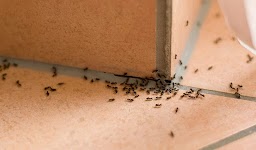 Vanquish Pest Control