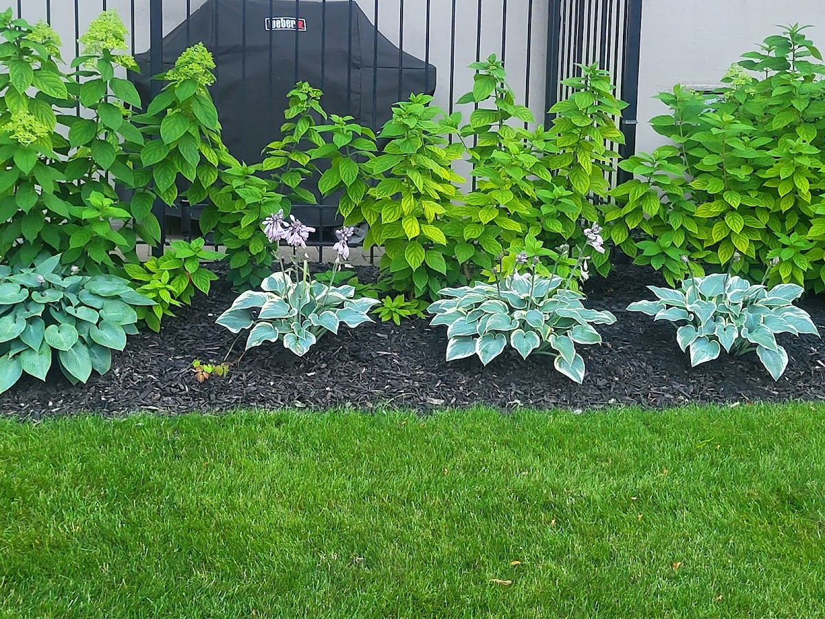Wynter Landscaping and Handyman Mississauga