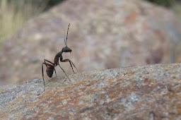 Progressive Pest Control