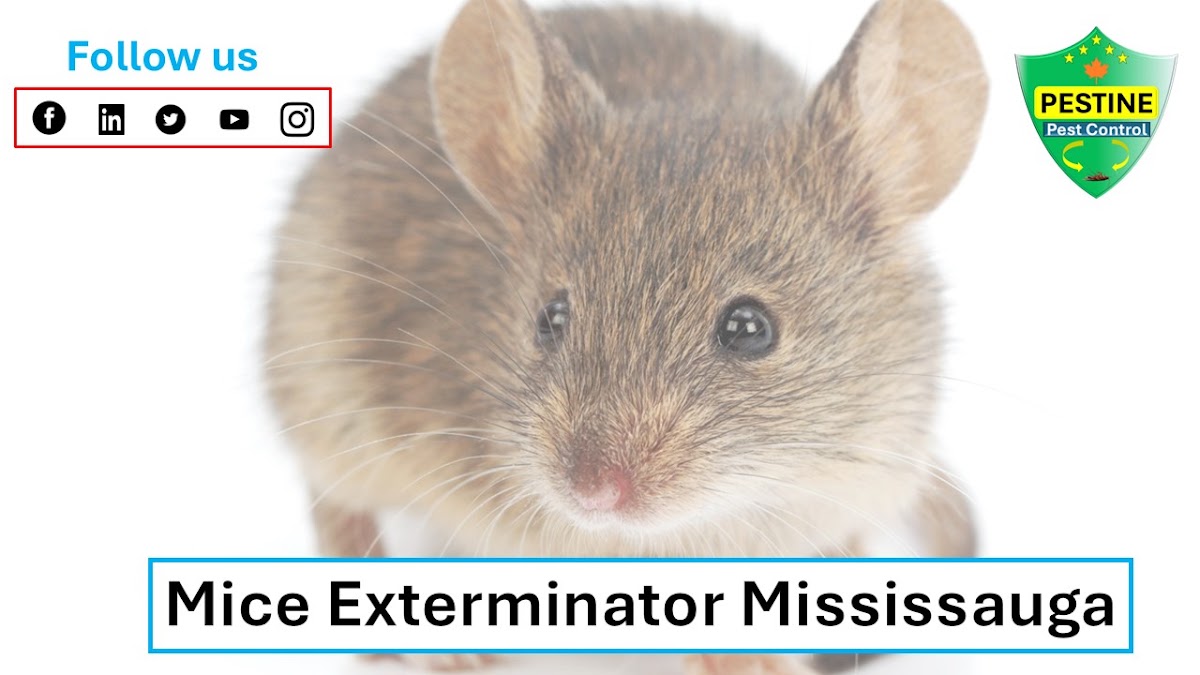 Pestine Pest Control Mississauga