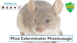 Pestine Pest Control Mississauga