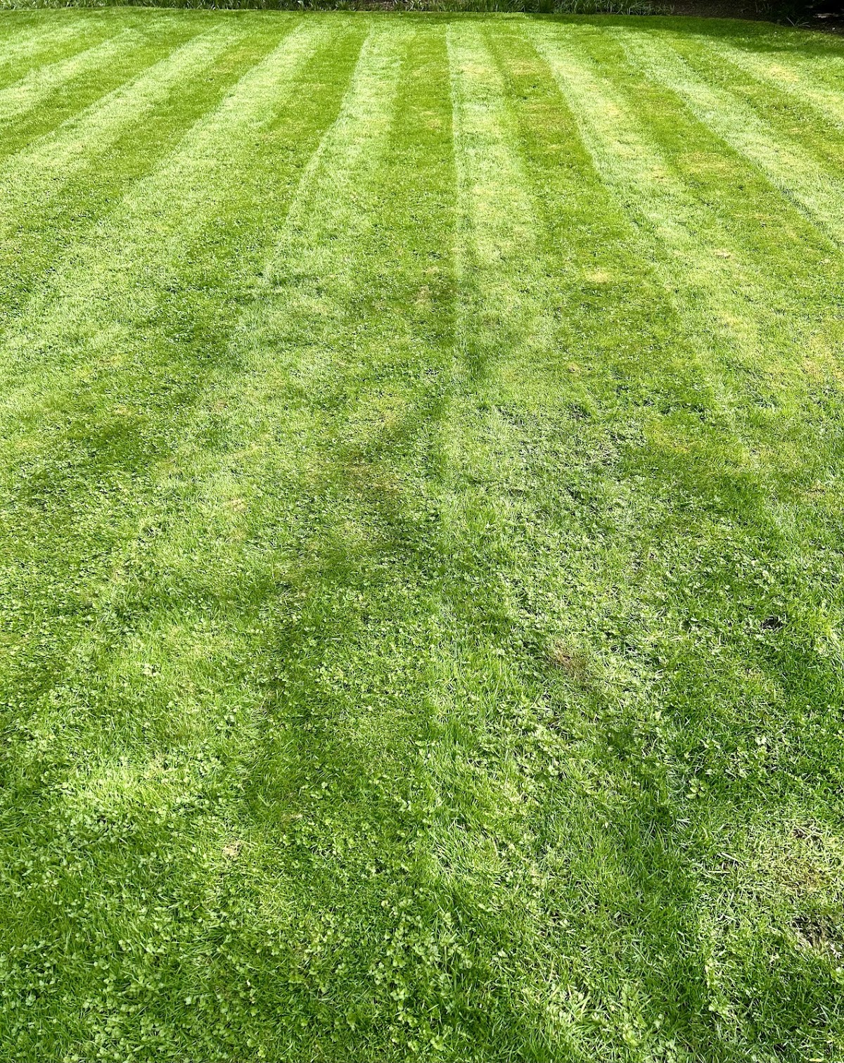 The Vancouver Lawn Care Crew work sample 1