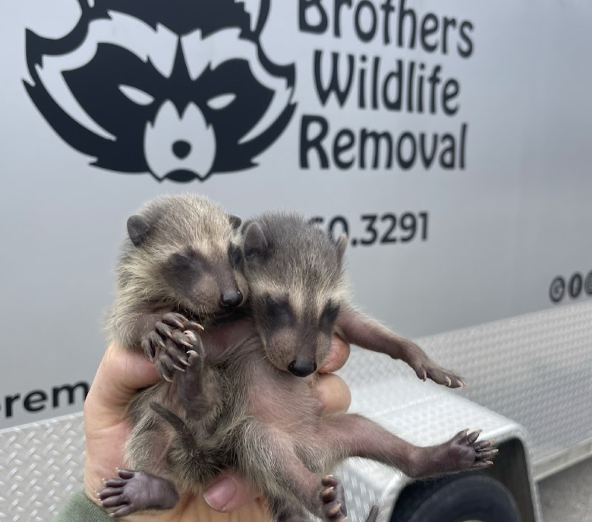 Brothers Wildlife Removal work sample 1