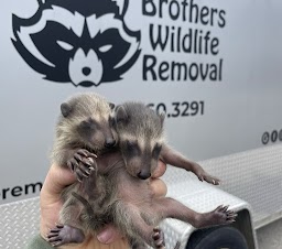 Brothers Wildlife Removal