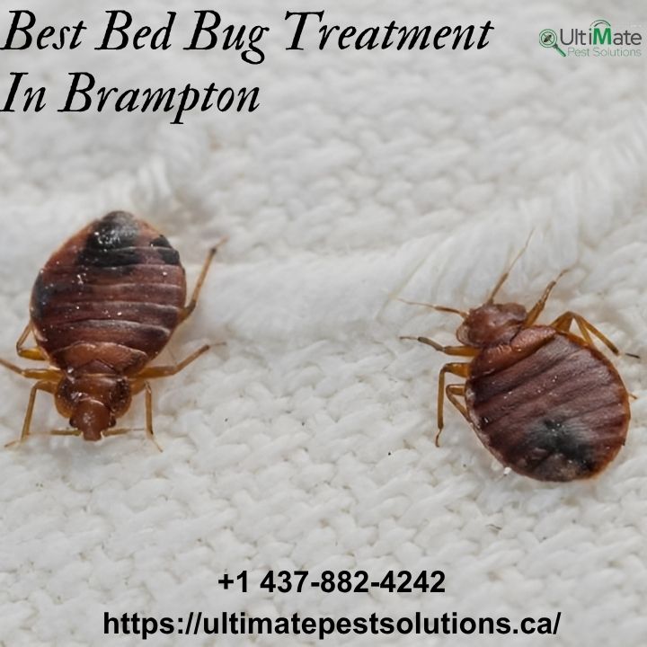 Ultimate Pest Solutions - Pest Control Brampton