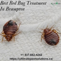 Ultimate Pest Solutions - Pest Control Brampton