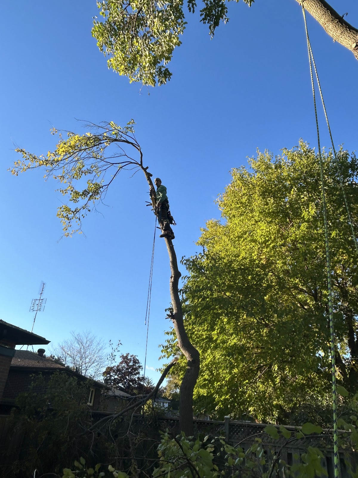 Thumbs Up Landscaping & Tree Removal Services