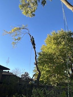 Thumbs Up Landscaping & Tree Removal Services