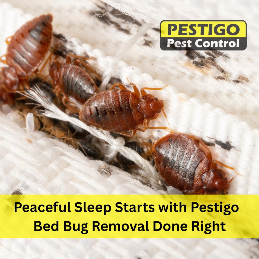 Pestigo Pest Control Brampton