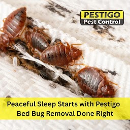 Pestigo Pest Control Brampton