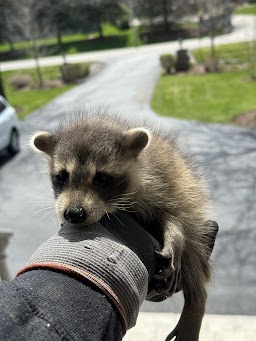Fast Pest Control - Brampton