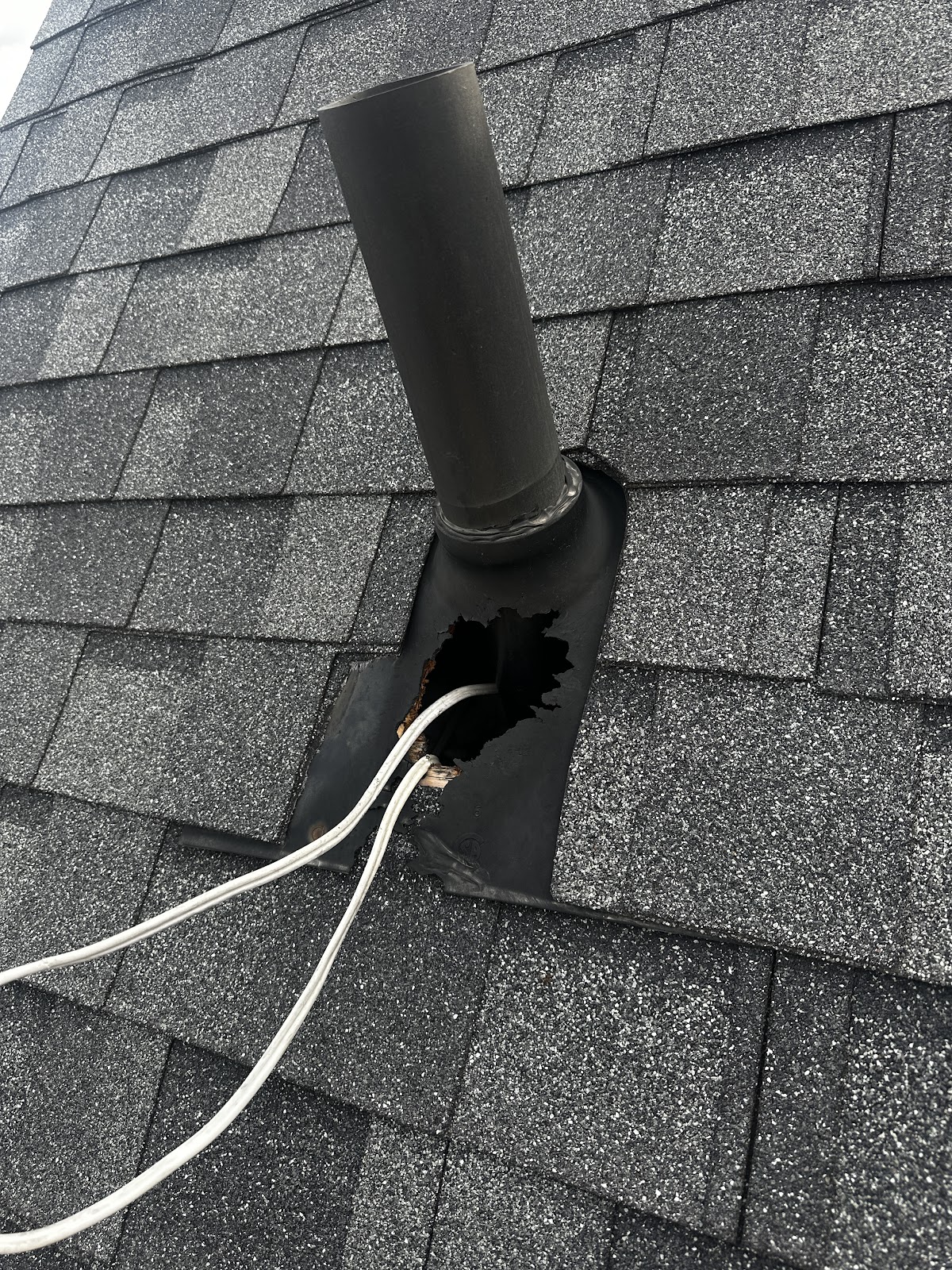 Wise Pest Solutions