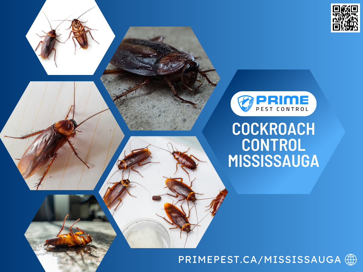 Prime Pest Control Mississauga