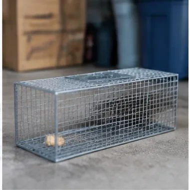 Alberta Pest Services Edmonton - Pest Control Edmonton I Pest Removal Edmonton I Pest Services in Edmonton
